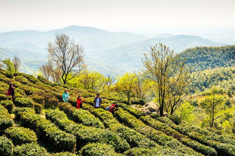 百家媒体走河南之西九华山